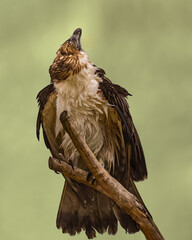 A Philippine Eagle