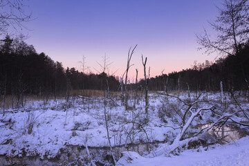 Leśne bagna zimą. W bagnie tkwią liczne kikuty uschniętych drzew. Porastające bagna trawy pokryte są warstwą śniegu. Wieczorne niebo jest bezchmurne.