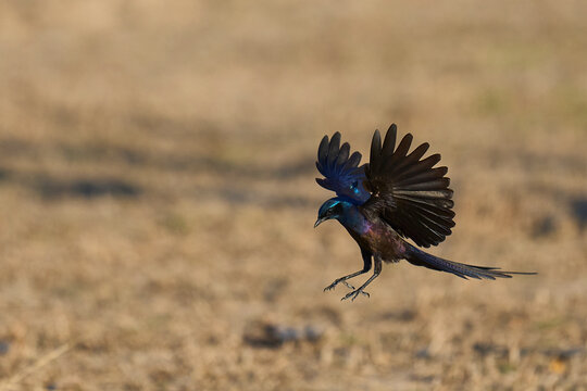 Meves's Starling (Lamprotornis mevesii) landing on the ground in South Luangwa National Park, Zambia