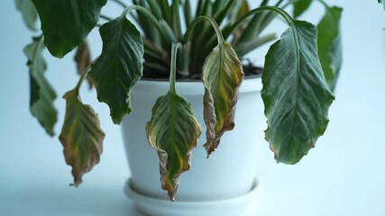 Unhealthy Peace Lily - This video shows a peace lily plant in a white pot, several leaves are browning and drooping, indicating the plant is stressed.