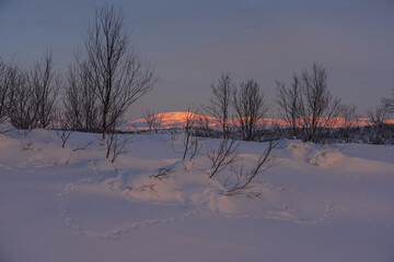 Ptarmigan tracks in the snow