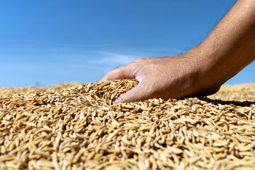 Hand Touching Rice Grains During Harvest Season, Close-up, Farmer hand touching rice grains under blue sky. Concept of agriculture, farming, food production, rural life, and food security