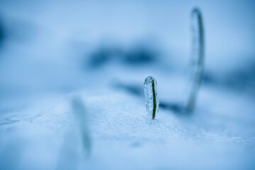 winter wheat under ice on snowy field