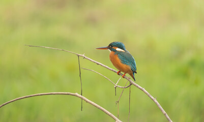 A common kingfisher (Alcedo atthis).