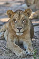 Pride of African Lion (Panthera leo) in South Luangwa National Park, Zambia