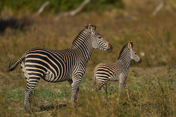 Fototapeta premium Group of Crawshay's zebra (Equus quagga crawshayi) with young in South Luangwa National Park, Zambia