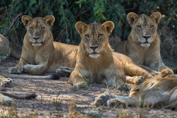 Pride of African Lion (Panthera leo) in South Luangwa National Park, Zambia
