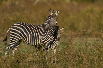 Fototapeta premium Group of Crawshay's zebra (Equus quagga crawshayi) with young in South Luangwa National Park, Zambia