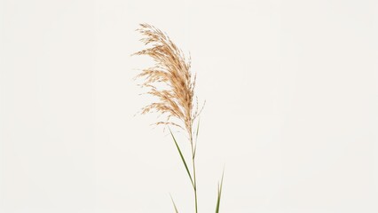 Fototapeta premium A single stalk of grass with feathery seed heads on a plain background. Minimalist plant photography. Nature and botanical image.