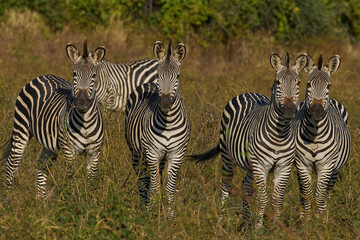 Fototapeta premium Group of Crawshay's zebra (Equus quagga crawshayi) with young in South Luangwa National Park, Zambia