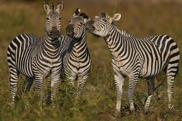 Fototapeta premium Group of Crawshay's zebra (Equus quagga crawshayi) with young in South Luangwa National Park, Zambia