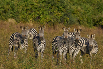 Fototapeta premium Group of Crawshay's zebra (Equus quagga crawshayi) with young in South Luangwa National Park, Zambia