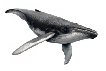 Humpback whale swimming in ocean, marine mammal illustrating animal themes on a transparent background