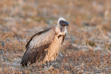 Fototapeta premium White-backed Vulture (Gyps africanus) on a grassy plain in South Luangwa National Park, Zambia