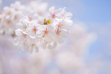 桜と青空