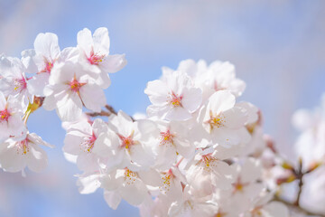 桜と青空