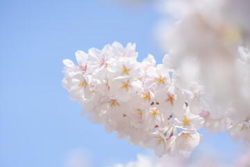 桜と青空