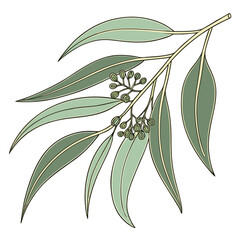 Illustration of eucalyptus branch