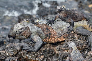 A master of both land and sea, the marine iguana is one of the most iconic residents of Isabela Island. With their prehistoric appearance and salt-encrusted heads, these gentle reptiles are a fascinat
