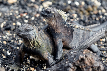 A master of both land and sea, the marine iguana is one of the most iconic residents of Isabela Island. With their prehistoric appearance and salt-encrusted heads, these gentle reptiles are a fascinat
