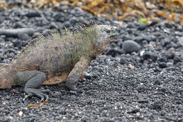 A master of both land and sea, the marine iguana is one of the most iconic residents of Isabela Island. With their prehistoric appearance and salt-encrusted heads, these gentle reptiles are a fascinat