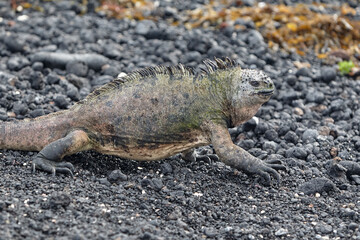 A master of both land and sea, the marine iguana is one of the most iconic residents of Isabela Island. With their prehistoric appearance and salt-encrusted heads, these gentle reptiles are a fascinat