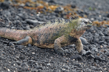 A master of both land and sea, the marine iguana is one of the most iconic residents of Isabela Island. With their prehistoric appearance and salt-encrusted heads, these gentle reptiles are a fascinat
