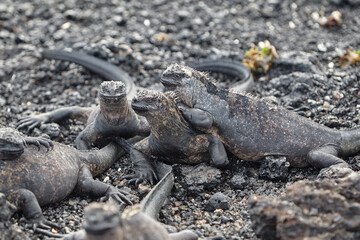 A master of both land and sea, the marine iguana is one of the most iconic residents of Isabela Island. With their prehistoric appearance and salt-encrusted heads, these gentle reptiles are a fascinat