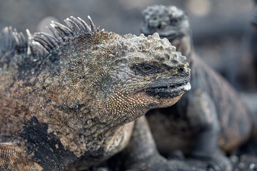 A master of both land and sea, the marine iguana is one of the most iconic residents of Isabela Island. With their prehistoric appearance and salt-encrusted heads, these gentle reptiles are a fascinat