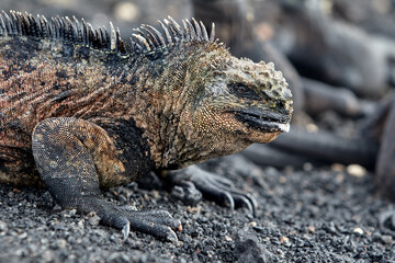 A master of both land and sea, the marine iguana is one of the most iconic residents of Isabela Island. With their prehistoric appearance and salt-encrusted heads, these gentle reptiles are a fascinat