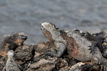 A master of both land and sea, the marine iguana is one of the most iconic residents of Isabela Island. With their prehistoric appearance and salt-encrusted heads, these gentle reptiles are a fascinat