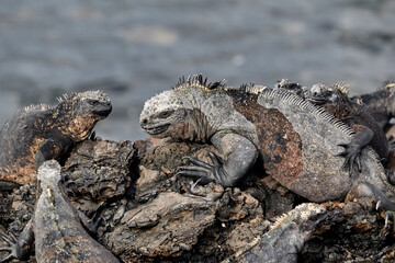 A master of both land and sea, the marine iguana is one of the most iconic residents of Isabela Island. With their prehistoric appearance and salt-encrusted heads, these gentle reptiles are a fascinat