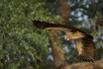 Fototapeta premium White-backed Vulture (Gyps africanus) taking off from a tree in South Luangwa National Park, Zambia