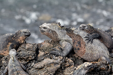 A master of both land and sea, the marine iguana is one of the most iconic residents of Isabela Island. With their prehistoric appearance and salt-encrusted heads, these gentle reptiles are a fascinat