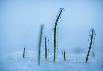 winter wheat under ice on snowy field