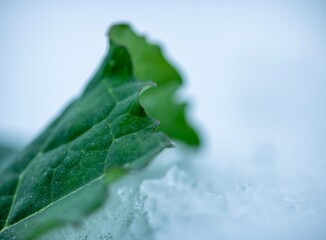 canola leaf under ice on snowy field