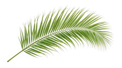 Obraz premium A green palm leaf with detailed fronds on a white background.