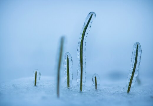 winter wheat under ice on snowy field