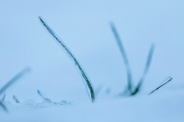winter wheat under ice on snowy field