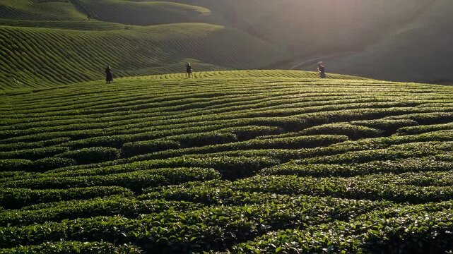 Vast green tea plantation at sunrise, rolling hills with neat rows of plants, golden sunlight rays breaking through mist, natural scenic beauty