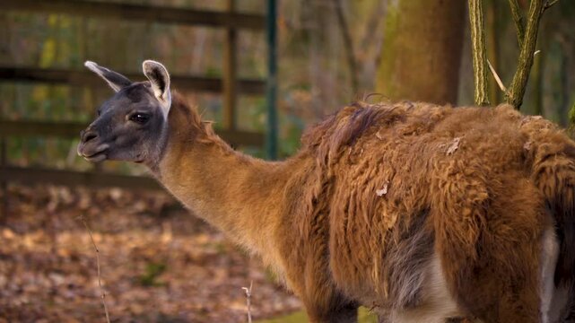 Close up of guanaco standing in the forest ona sunny autumn day and looking aorund