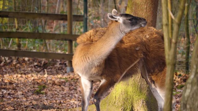 Close up of guanaco standing in the forest ona sunny autumn day and looking aorund