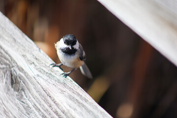 Black-capped Chickadee perched on weathered wood with soft background