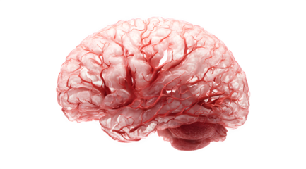 Detailed human brain with visible blood vessels
