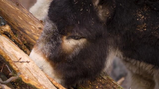 Close up donkey head moving around the forest on a sunny autumn day looking for food in a pile of branches