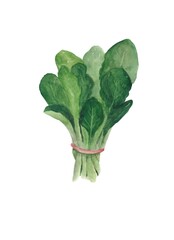 A bunch of spinach painted in watercolor on a white background
