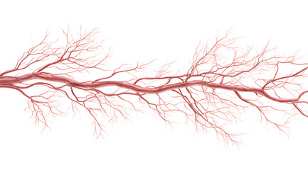 Detailed illustration of human blood vessels and arteries