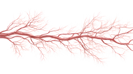 Detailed illustration of human blood vessels and arteries