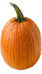 Vibrant orange pumpkin with water droplets on a white background for autumn themes