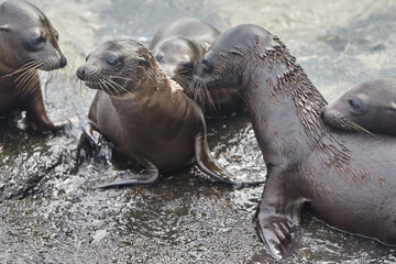 the playful and social nature of Gal&aacute;pagos sea lions (Zaldivarphus wollebaeki) on the shores of Isabela Island. Known as the "welcoming committee" of the archipelago, these charismatic marine mammals 